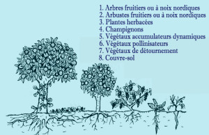 Verger potager forestier ou verger à noix nordiques en cultures multistrates