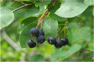 Amélanchier, Petite poire