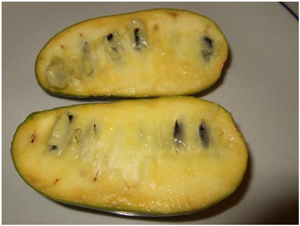 Asiminier trilobé, Mangue du Canada-fruits