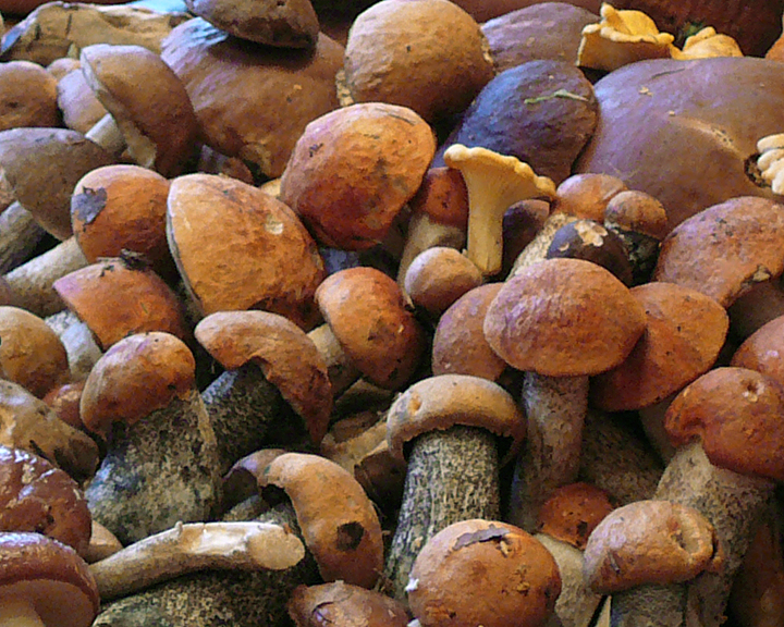 Sylviculture et potentiel nourricier : vers une forêt productive et nourricière